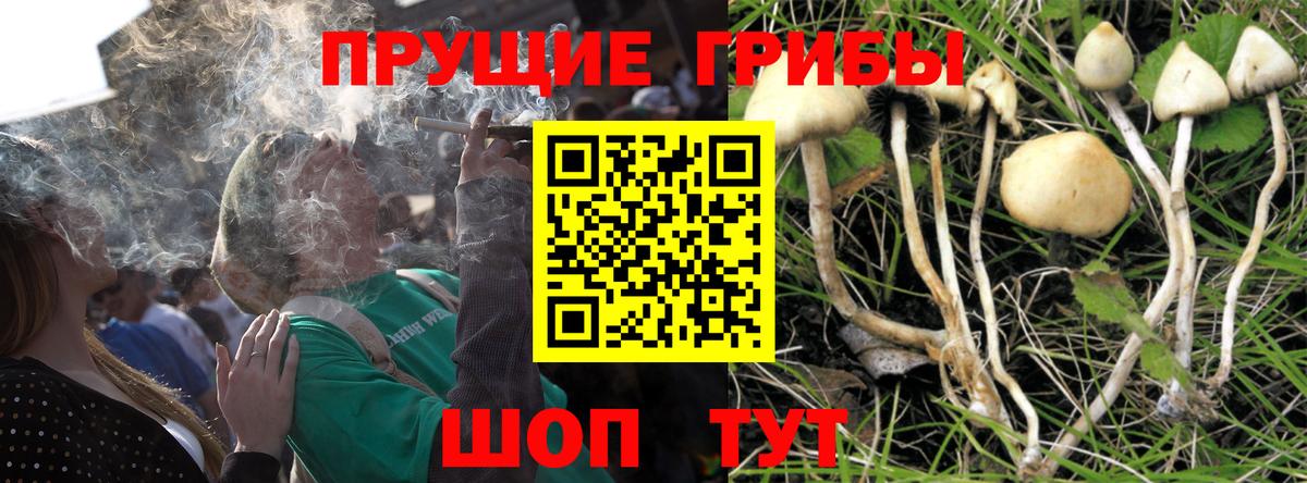 Псилоцибиновые грибы Cubensis Брянск